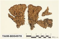 藏品(孔梅衣)的圖片